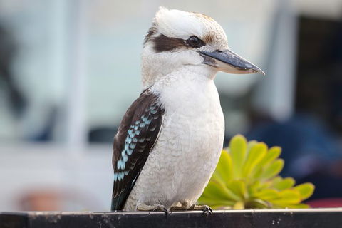 PRIVATE Great Ocean Road Tour And 12 Apostles With Wildlife Spotting - C Tourism 9