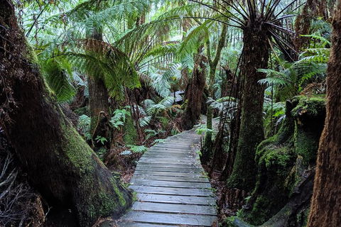 PRIVATE Great Ocean Road Tour And 12 Apostles With Wildlife Spotting - C Tourism 8