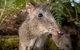 Walk With Wildlife: Guided Tour In Great Ocean Road - thumb 1
