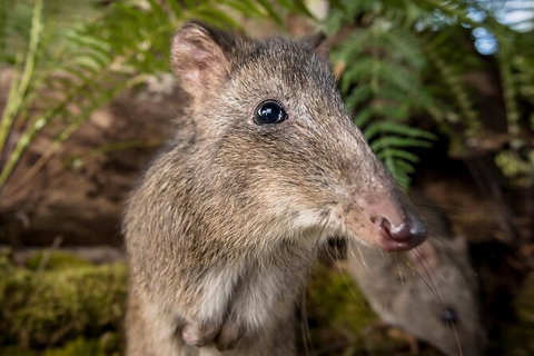 Walk With Wildlife: Guided Tour In Great Ocean Road - C Tourism 1