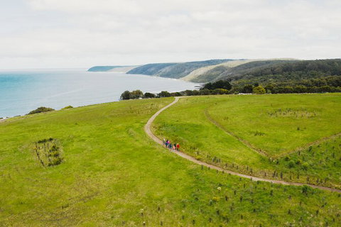 Walk With Wildlife: Guided Tour In Great Ocean Road - C Tourism 3