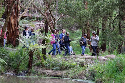 Walk With Wildlife: Guided Tour In Great Ocean Road - C Tourism 4