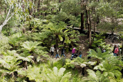 Walk With Wildlife: Guided Tour In Great Ocean Road - C Tourism 6