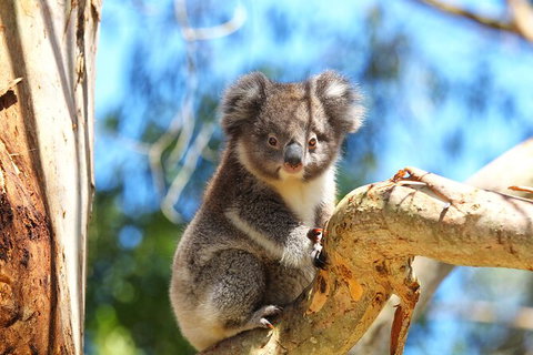 Walk With Wildlife: Guided Tour In Great Ocean Road - C Tourism 2