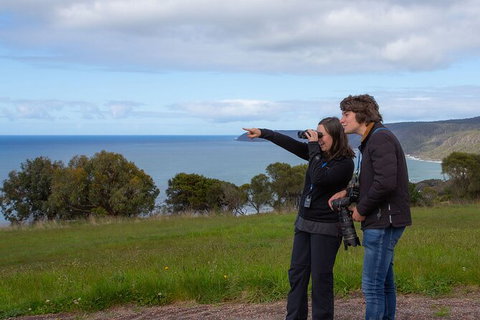 Walk With Wildlife: Guided Tour In Great Ocean Road - C Tourism 5