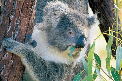 Pinnacle Desert Sunset And Night-time Stargazing Tour From Perth - C Tourism 2