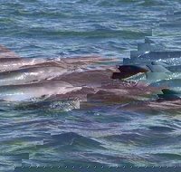 Cruise  a Winery or Brewery scenic tour - C Tourism