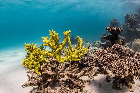 Coral Bay 1-Hour Coral Viewing - C Tourism 4