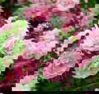 Botanical gardens winery and scenic full day tour - C Tourism