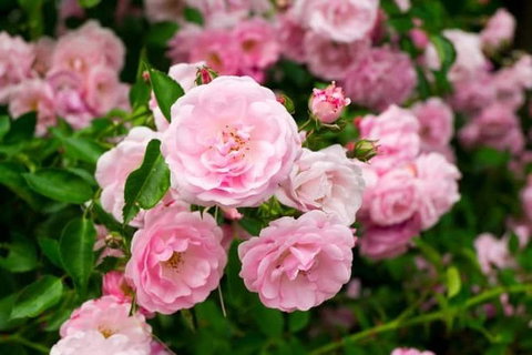 Botanical Gardens, Winery And Scenic Full Day Tour - C Tourism 0