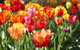Botanical Gardens, Winery And Scenic Full Day Tour - thumb 1