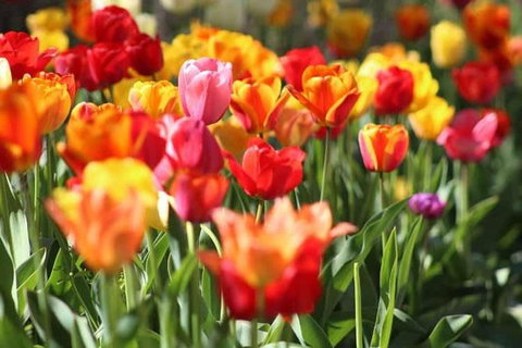 Botanical Gardens, Winery And Scenic Full Day Tour - C Tourism 1