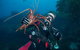 Rottnest Island Deep Dive Day Trips - thumb 0