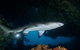 Rottnest Island Deep Dive Day Trips - thumb 1