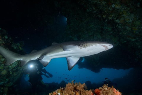 Rottnest Island Deep Dive Day Trips - C Tourism 1
