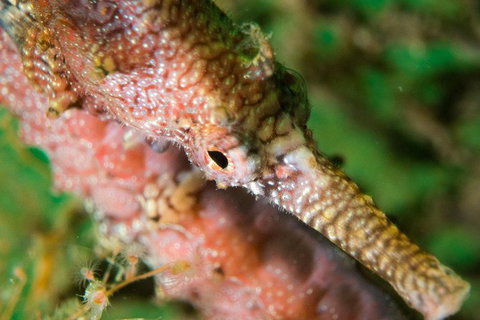 Scuba Dive The Beautiful Rottnest Island - C Tourism 1