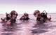 Scuba Dive The Beautiful Rottnest Island - thumb 3