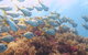 Scuba Dive The Beautiful Rottnest Island - thumb 6