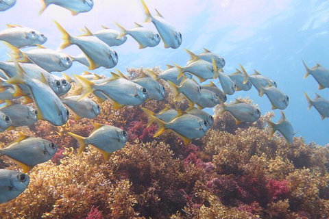 Scuba Dive The Beautiful Rottnest Island - C Tourism 6