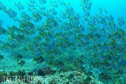 Single Boat Dive - C Tourism 3