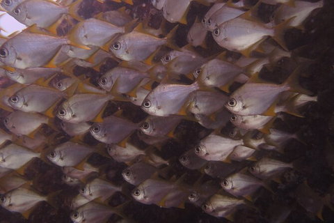 Single Boat Dive - C Tourism 4