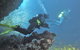 Single Boat Dive - thumb 2