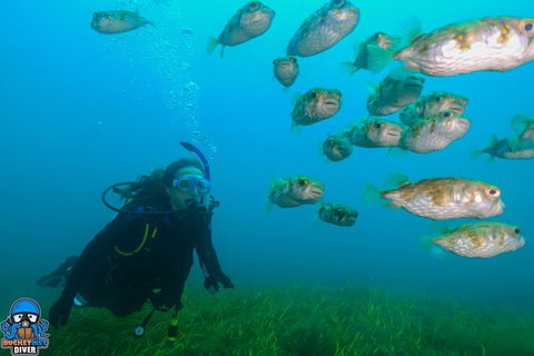 Single Boat Dive - C Tourism 5