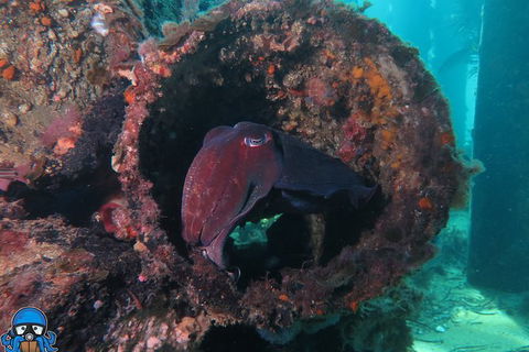 PADI Open Water Course - C Tourism 1