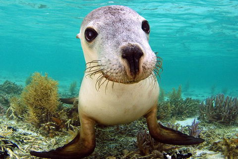 Abrolhos Islands 5 Day Tours - C Tourism 6