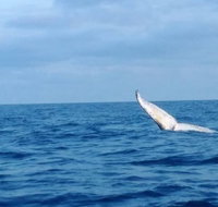 Whale Watching boat tour in Geraldton - C Tourism