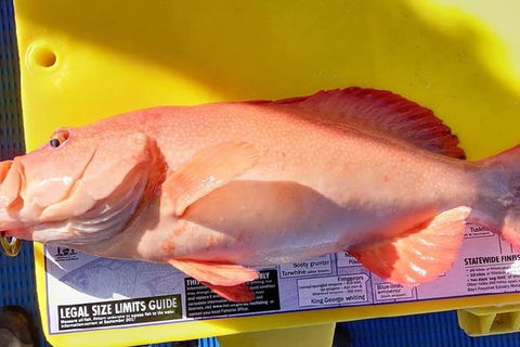 Geraldton Fishing Charter - C Tourism 13