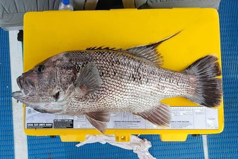 Abrolhos Islands Fishing Charter - C Tourism 2