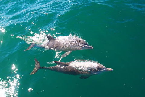Sailing Kayak Adventure Through The Peel Harvey Estuary - C Tourism 1