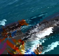 AOC Broome Whale Watching - C Tourism