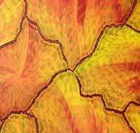 Red Desert Dreamings - C Tourism