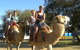 Calamunnda Camel Farm - thumb 0