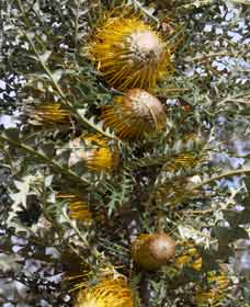 Dumberning WA C Tourism