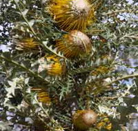 Woylie Walk Dryandra Woodland - C Tourism