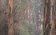 Beedelup National Park - thumb 0