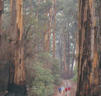 Beedelup National Park - C Tourism