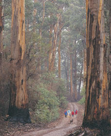 Beedelup National Park - C Tourism 0