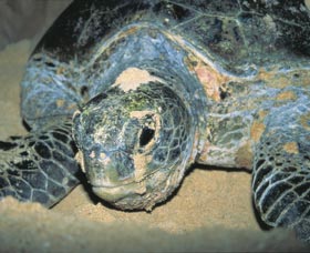 Turtle Nesting Season - C Tourism 0