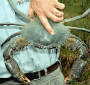 Whitsunday Crocodile Safari - C Tourism