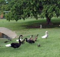 Anzac Park and Ululah Lagoon - C Tourism