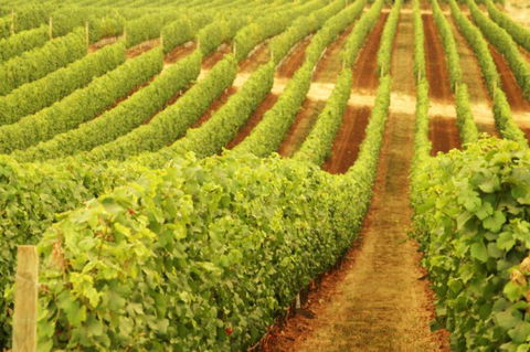 Wignalls Winery - C Tourism 0