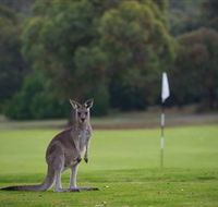 Anglesea Golf Club - C Tourism