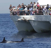 MoonshadowTQC Cruises - C Tourism