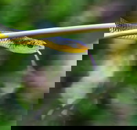 Be Welcomed by Wildlife at the Australian Wildlife Sanctuary - C Tourism