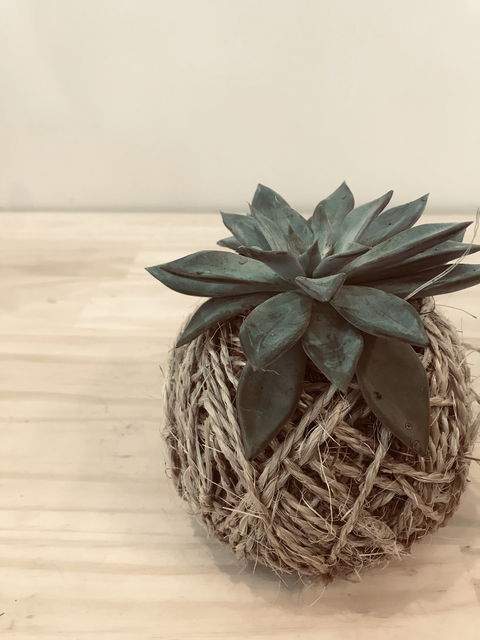 Kokedama Workshop - C Tourism 0