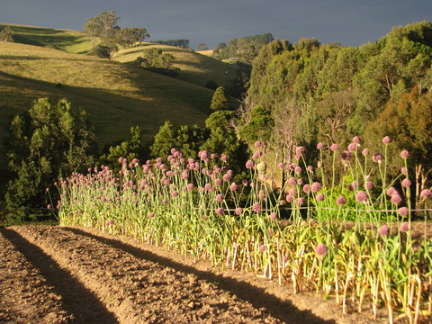 Meeniyan Garlic Festival - C Tourism 1